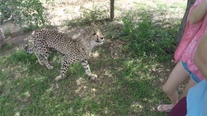 Voilà le risque d'être dans l'enclos d'un guépard..