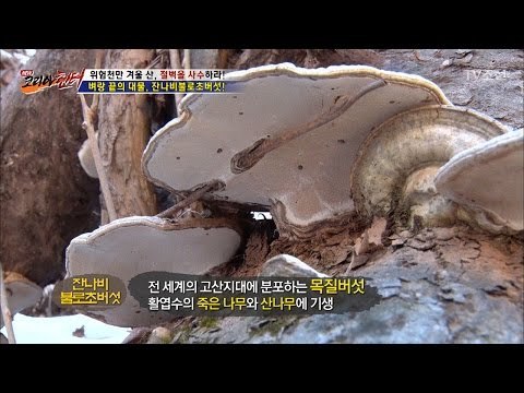 절벽에서 발견한 어마어마한 크기의 버섯! [뉴 코리아 헌터] 35회 20170130
