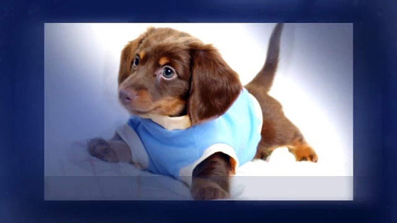 Safety Dog Collar