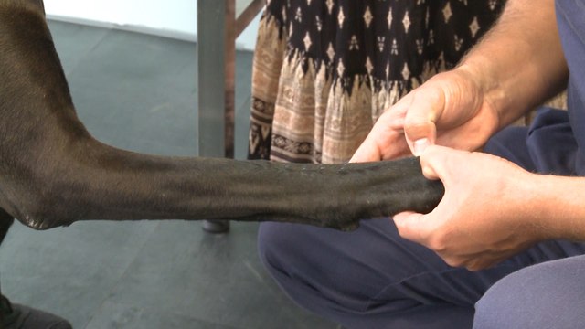 Clínica implanta prótesis de titanio a animales con tumores óseos