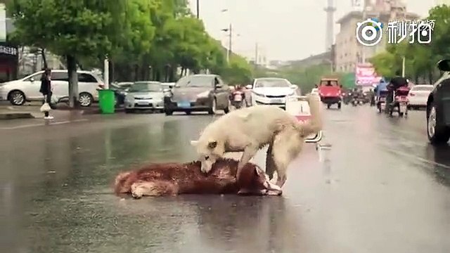 Tellement triste, ce chien essaie désespérément de réveiller son ami !