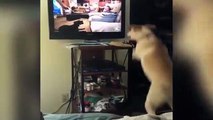Ce chien a une folle envie de jouer avec les chiens dans la TV !