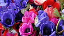 Anemone -  Flowering Plant