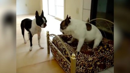 Un chien négocie avec son ami pour aller dans un panier !