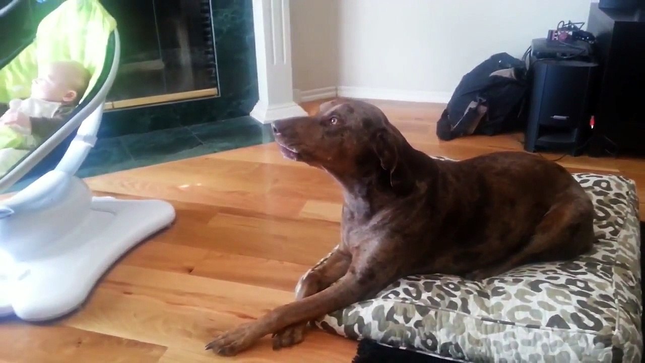 Ce chien est extrêmement jaloux d'un bébé !