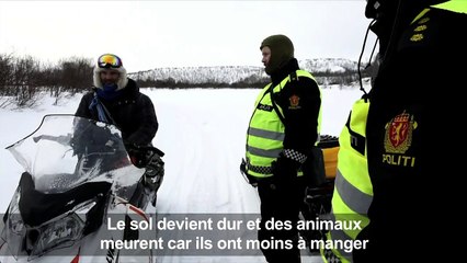 En Norvège, les rennes victimes du "coup de chaud"