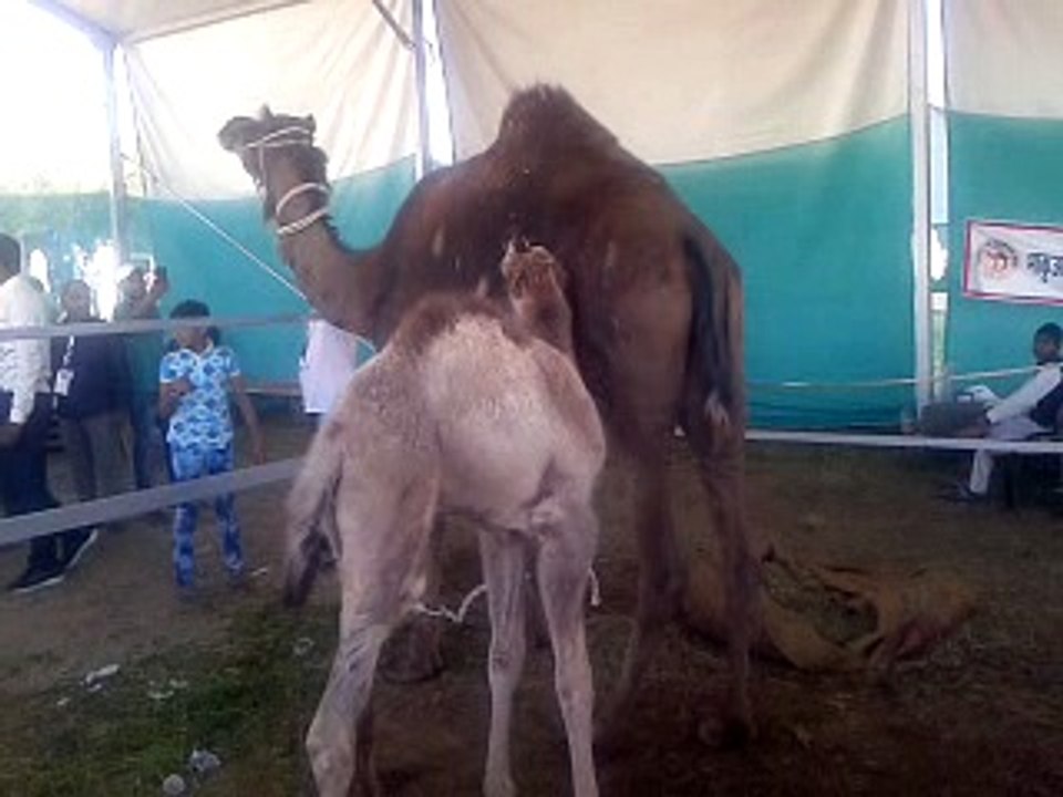 camel baby