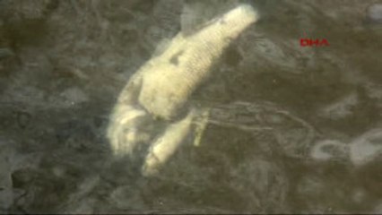 Zonguldak'ta Derede Balık Ölümleri Tedirgin Etti