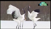 20170415 Wild Hokkaido!「釧路タンチョウ舞う雪原」日本語字幕版