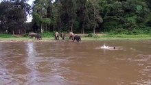 Cet éléphant voit un homme se noyer et réagit de façon extraordinaire !