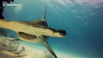 Spectacular close up footage of graceful great hammerhead sharks