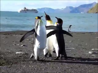 Birbirlerine Atar Yapan Kabadayı Penguenler