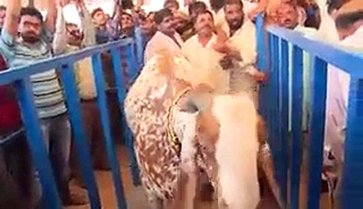 Biggest Cow gets famous in Gulf Countries and Middle East