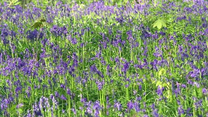 Thousands of bluebells blanket Belgium’s fairytale forest