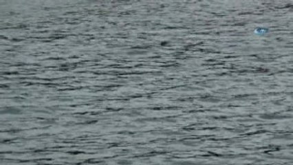 Yolunu Şaşıran Yunuslar Limanda Kurtarılmayı Bekliyor