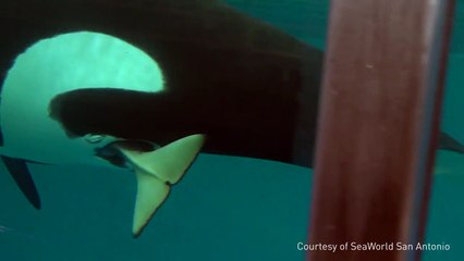 Moment incroyable, bébé orca est né à SeaWorld capturé à la caméra