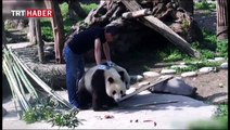 Sevimli pandalar yine iş başında...
