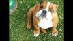 Cute English Bulldog Is Delighted by Bubbles