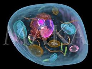 LA CÉLULA - BIOLOGÍA DOCUMENTAL COMPLETO