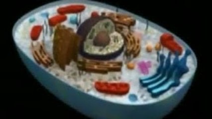 LA CÉLULA EUCARIOTA Y PROCARIOTA : DOCUMENTAL COMPLETO