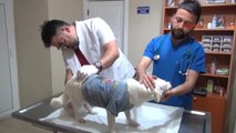 Zonguldak Havuçla Işkence Yapılan Köpek Yeniden Tedaviye Alındı