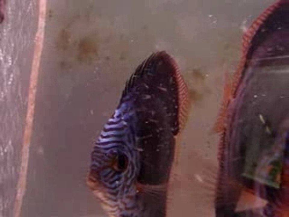 1° jour de nage libre