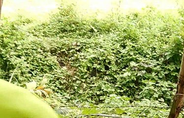 Un bebé habría sido lanzado a una zanja en el cantón Palestina