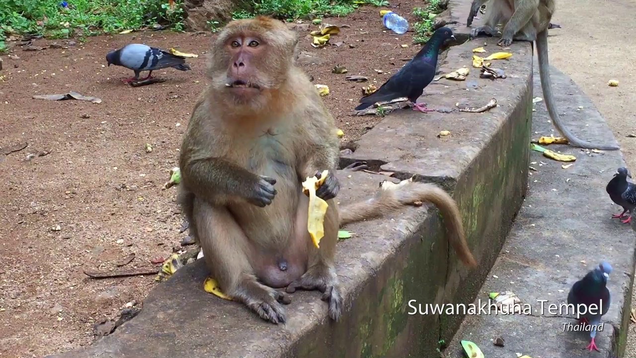 Singapur, Bali, Thailand 2017