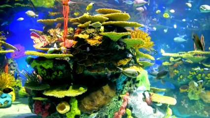 THE SEA FRIENDS de Maxime Augais (Musique et montage vidéo)