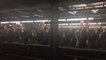 Crowds Fill Subway Platform as Power Outage Causes Delays