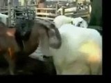 funny videos 2nny Bakra Animals Video - Punjabi Dubbing Video 2017