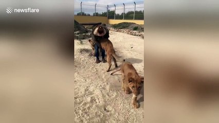 Friendly lion cubs can't stop hugging their carer