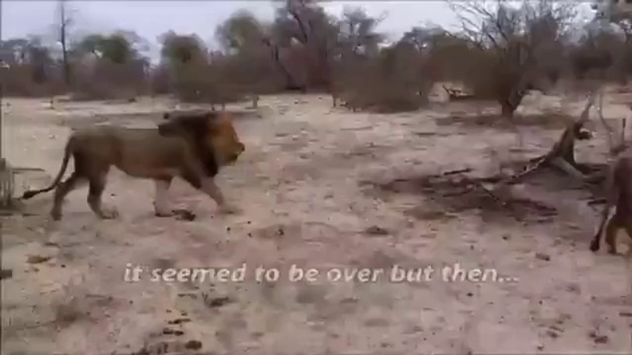 Male lions fighting