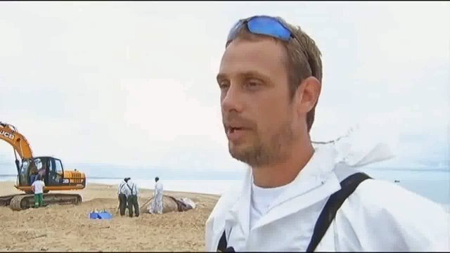 Bassin d’Arcachon: Un cachalot de 12 mètres de long s’est échoué sur le banc d’Arguin