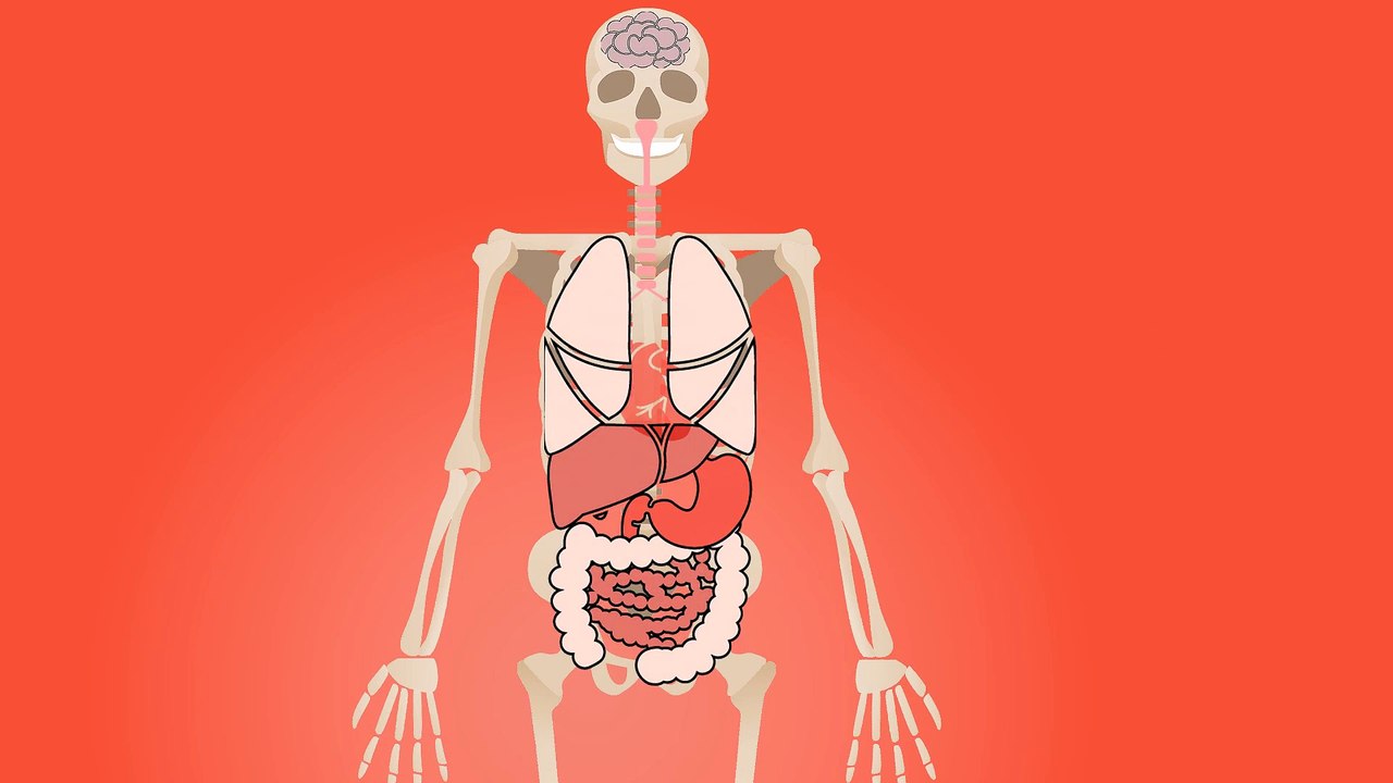 Human skelaton system-Full HD released by NCV