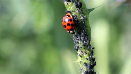 Ladybug close view  Full HD released by NCV
