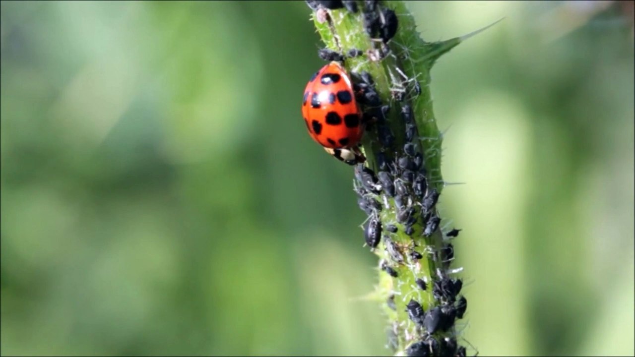 Ladybug close view  Full HD released by NCV