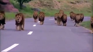 The kings lions - ملوك الغابة يتبخترون فى مشيهم