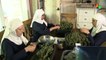 California 'Weed Nuns' on a Healing Mission