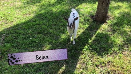 Pasquetta 2017 iapalucci