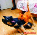 REVENGE: Cats go crazy and ATTACK dogs !! compilation/ los gatos toman venganza contra los perros