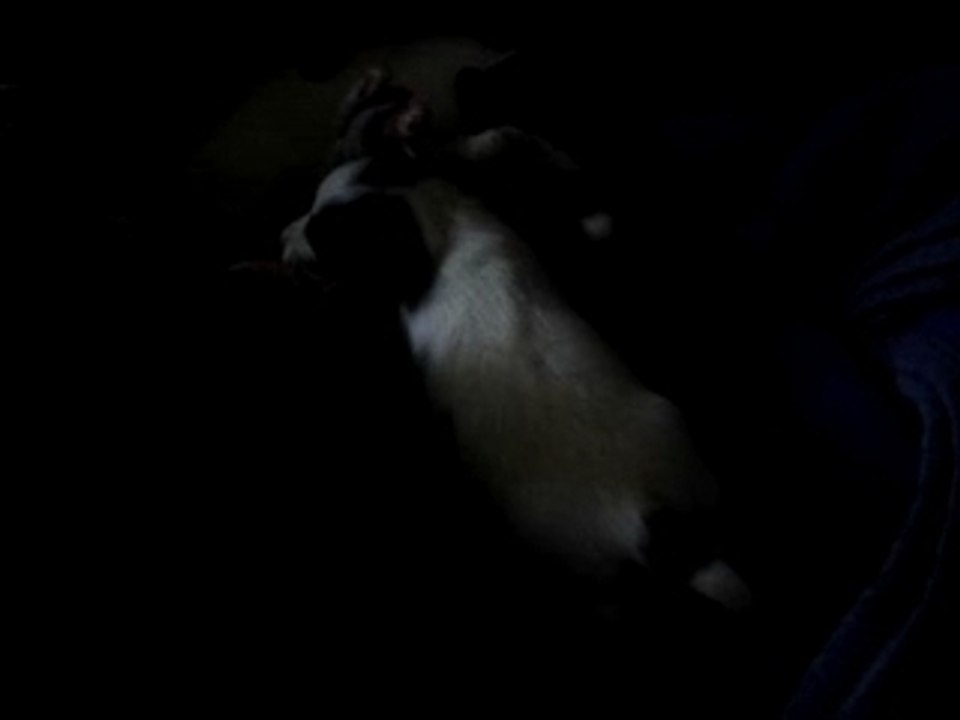 Puppies