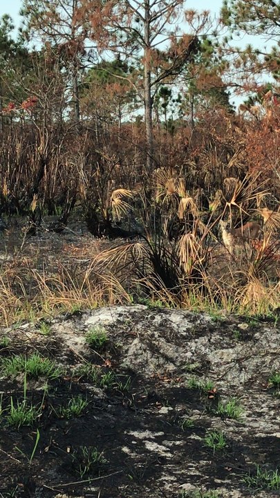 Florida Panther