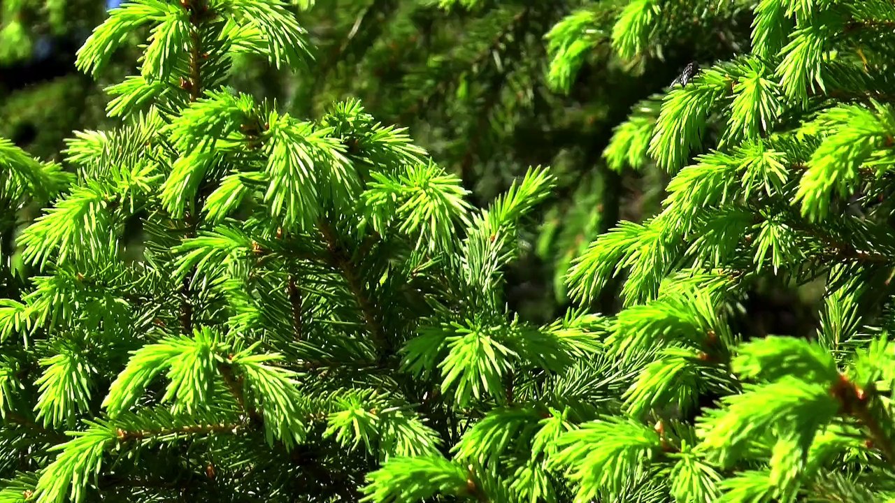 Spruce tree Full HD released by NCV