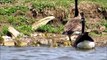 Canada Goose Goslings on a Windy Kansas Lake