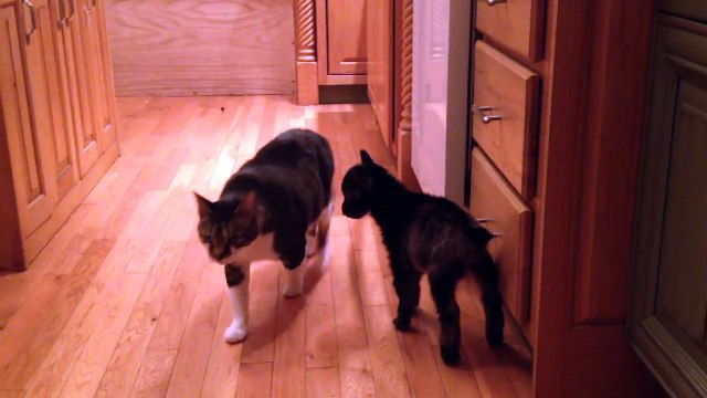 Ce bébé chèvre essaye de charger un chat !