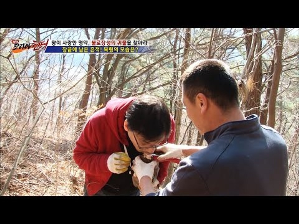 죽은 나무에서 자란 버섯의 맛은...상상하기 싫다 [뉴 코리아 헌터] 34회 2017...
