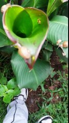 Caracoles scargots en el terreno