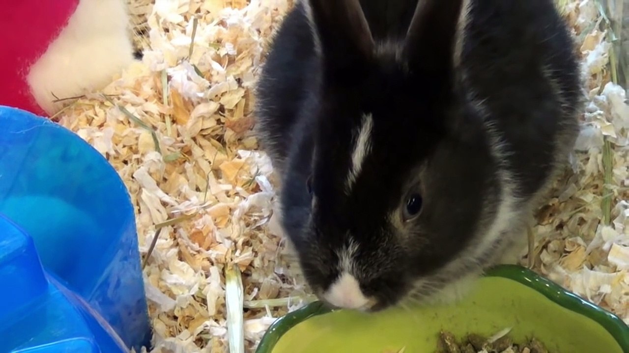 CUTE BUNNY RABBIT COUNT - KIDS Count 60 Rabbits