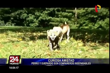 Curiosa amistad entre un perro y un guepardo que son inseparables